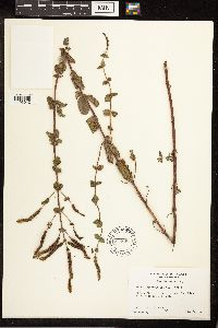 Mentha x rotundifolia image