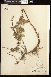 Mentha x rotundifolia image