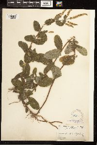 Mentha x rotundifolia image