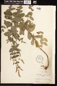 Mentha x rotundifolia image