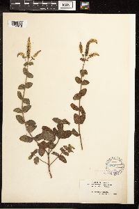 Mentha x rotundifolia image
