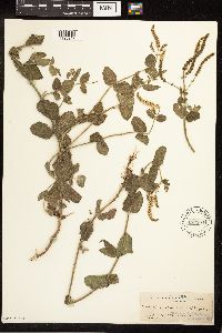 Mentha x rotundifolia image