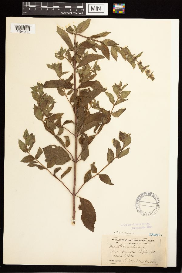Mentha x verticillata image