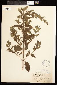 Media resource of Mentha x verticillata