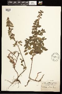 Mentha x verticillata image