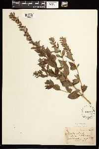 Mentha x verticillata image