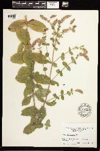 Media resource of Mentha x villosa