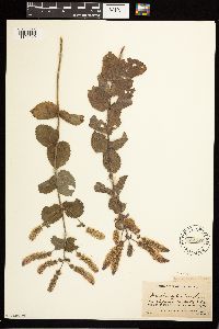 Mentha x villosa image