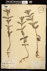 Mentha x villosa image