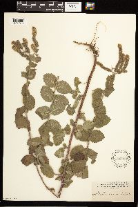 Mentha x villosa image