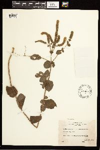 Mentha x villosa image