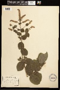 Mentha x villosa image