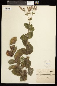 Mentha x villosa image
