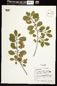 Media resource of Frangula alnus