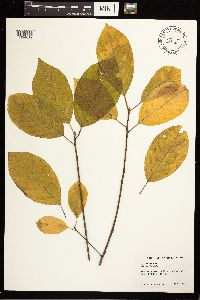 Frangula alnus image