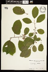 Frangula alnus image