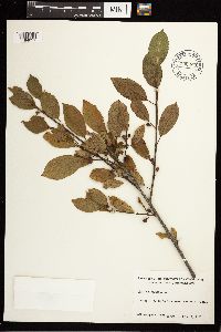 Frangula alnus image
