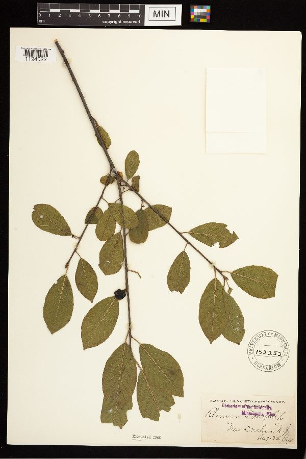 Frangula alnus image