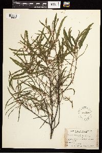 Frangula alnus image
