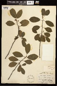 Frangula alnus image