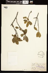 Frangula alnus image