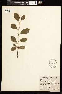 Frangula alnus image