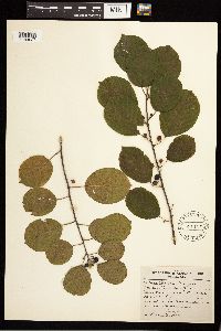 Frangula alnus image