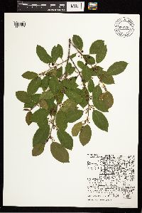 Frangula alnus image