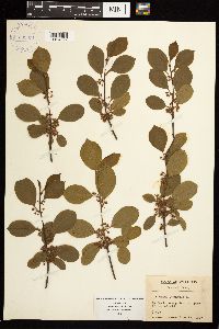 Frangula alnus image
