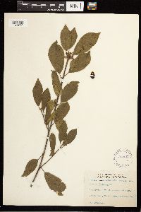 Frangula alnus image