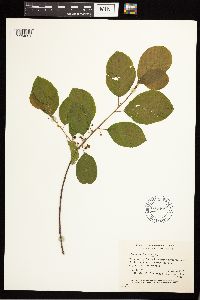Frangula alnus image