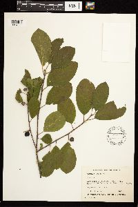 Frangula alnus image