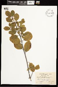 Frangula alnus image