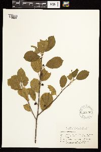 Frangula alnus image
