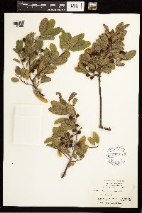 Frangula californica image