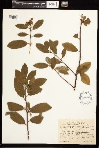 Frangula californica image
