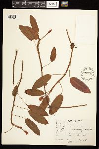 Persicaria amphibia image