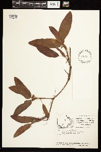 Persicaria amphibia image