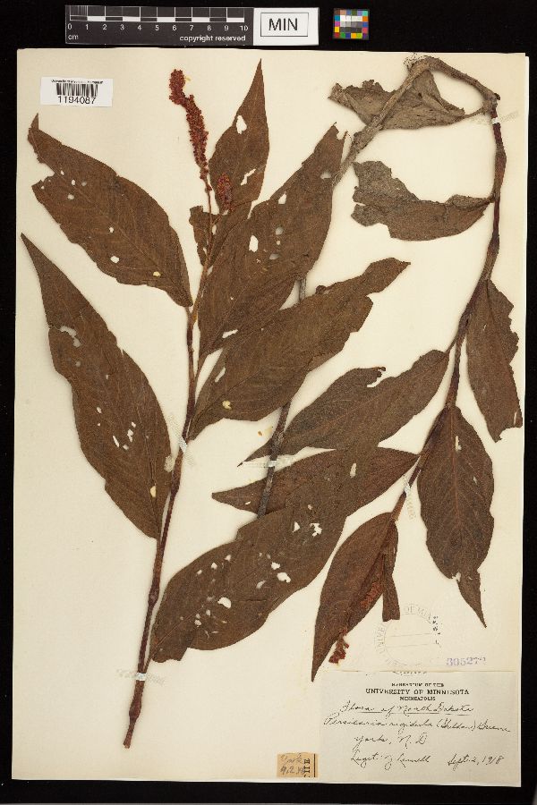 Persicaria coccinea image