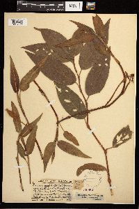 Persicaria coccinea image