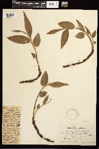 Persicaria coccinea image