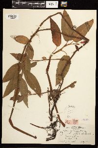 Persicaria coccinea image