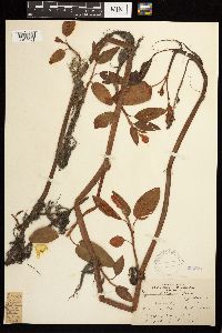 Persicaria coccinea image