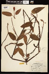 Persicaria coccinea image