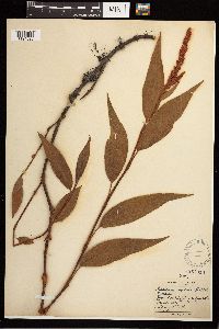 Persicaria coccinea image