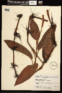 Persicaria coccinea image