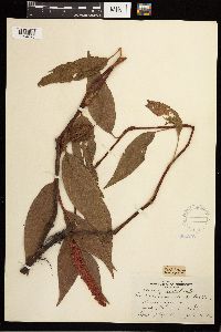 Persicaria amphibia image