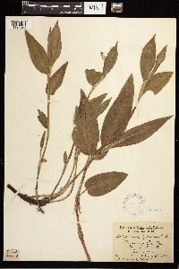 Persicaria coccinea image