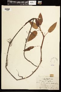 Persicaria coccinea image