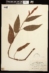 Persicaria coccinea image